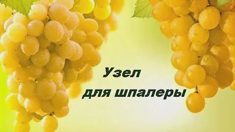 Лучший узел для шпалерной пластиковой проволоки.