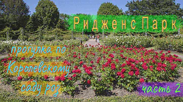 Часть 2. Прогулка по Королевскому саду роз - Ридженс Парк, Лондон. Обзор роз. Розы в цвету.