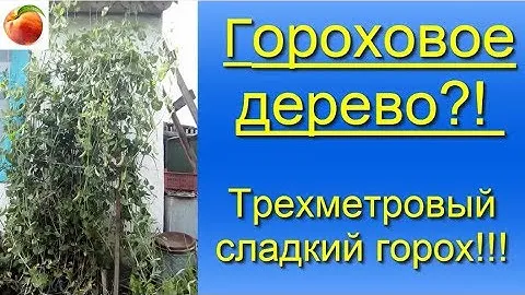 Горох Гороховое дерево Супер  горох  высотой 3 метра Super peas 3 meters