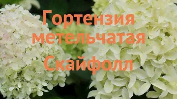 Гортензия метельчатая Скайфолл (skyfall) 🌿 обзор: как сажать, саженцы гортензии Скайфолл