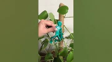 А в чем растет Ваша монстера ?#комнатныерастения #полив