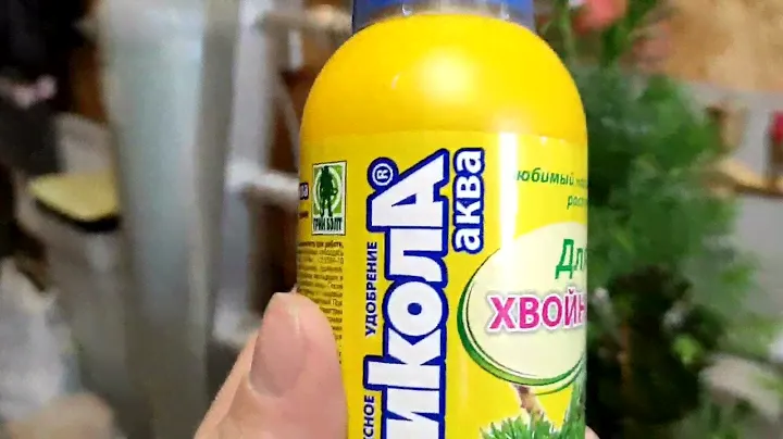 Оптимальные условия для роста ели Коника.