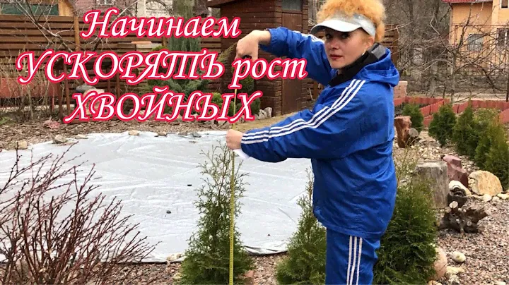 Начинаем Ускорять Рост Хвойных.Рост каких хвойных можно ускорить.Начинаем эксперимент.Измеряем туи.