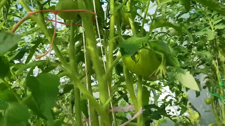 Томат Бычье сердце черное 30.07.2022