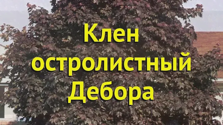 Клен остролистный дебора. Краткий обзор, описание характеристик acer platanoides