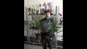 финик канарский
