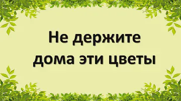 Не держите дома эти цветы. Народные приметы про искусственные цветы
