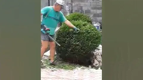 Стрижка туи Глобоза.