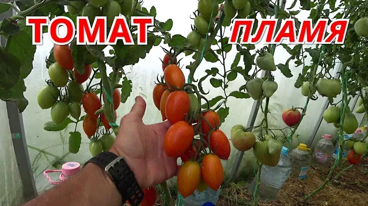 ТОМАТ ПЛАМЯ. Обзор и особенности.