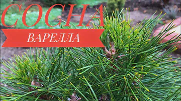 🌲СОСНА ВАРЕЛЛА🌲- необычный сорт с округлой формой