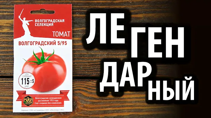 Семена томата Волгоградский 5/95 🍅 Легендарный!