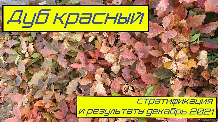 Дуб красный стратификация и результаты 29 12 21