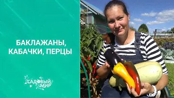 Баклажан Андрюша никогда не подводит. Урожая хватит для заготовок на всю зиму