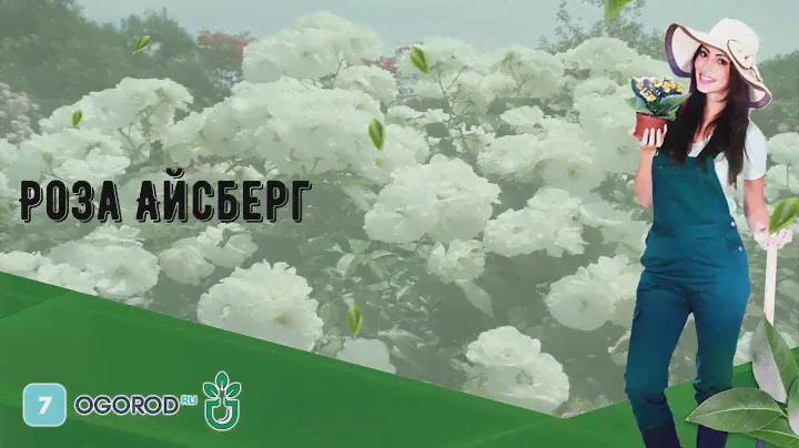 Роза Айсберг