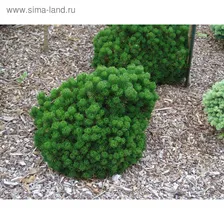 Сосна горная Пикобелло в горшке 7 л, высота 30-40 см