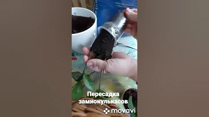 #замиокулькас #цветы #растения #комнатныецветы #пересадказамиокулькаса