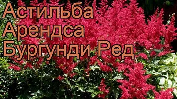 Астильба арендса Бургунди Ред (burgundy red) 🌿 обзор: как сажать, рассада астильбы Бургунди Ред