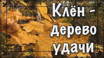 Клен - дерево удачи и равновесия. Лечение клёном. Дендротерапия