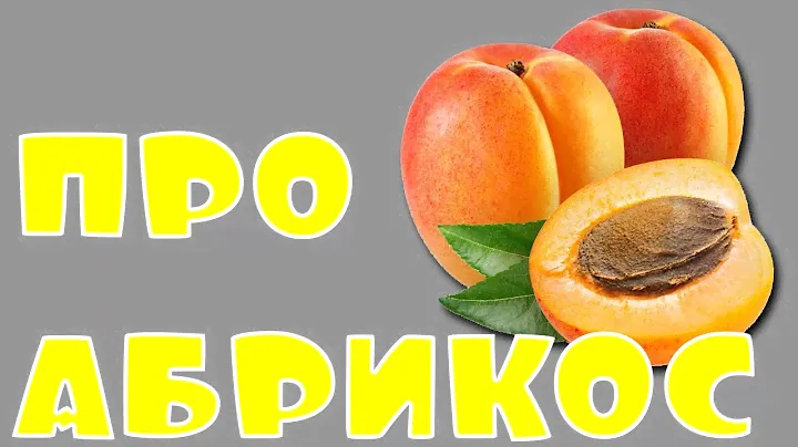 Абрикос триумф Северный