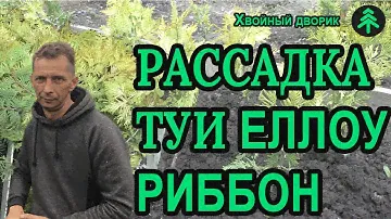 Рассадка туи западной еллоу риббон с формированием для дальнейшего роста.