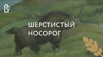 Шерстистый носорог
