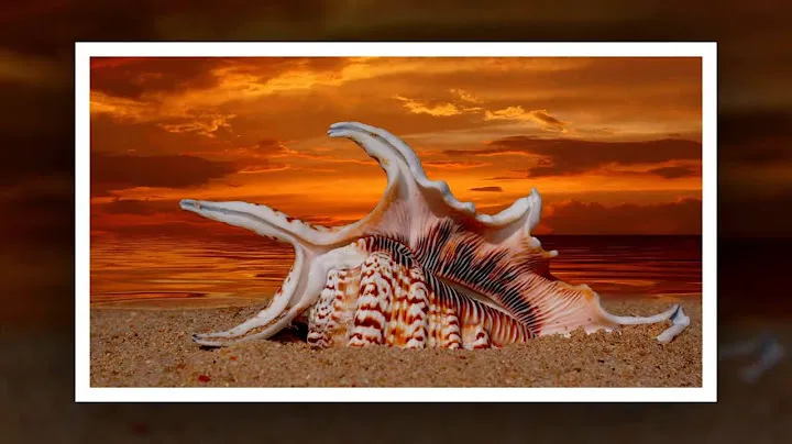 морские раковины
