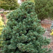 Сосна мелкоцветная Негиши (Pinus parviflora Negishi) Высота ствола в метрах 0.8