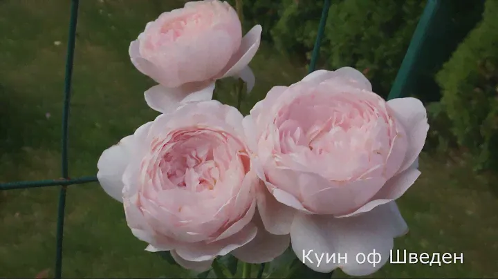 Краткий видео обзор Куин оф Шведен  (Английская) - Queen of Sweden (Austin, 2004)