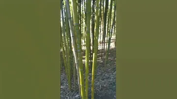 The bamboo / бамбук
