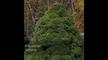 Ель сизая Коника - популярный сорт канадской ели