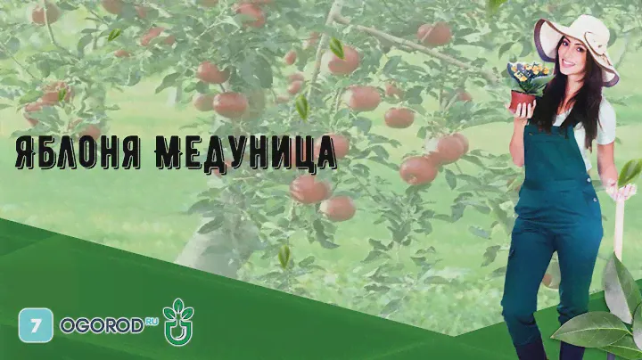 Яблоня Медуница