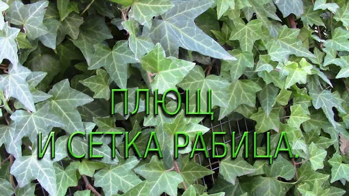 ВЬЮЩЕЕСЯ РАСТЕНИЕ ПЛЮЩ.  СЕТКА РАБИЦА КАК ОПОРА.