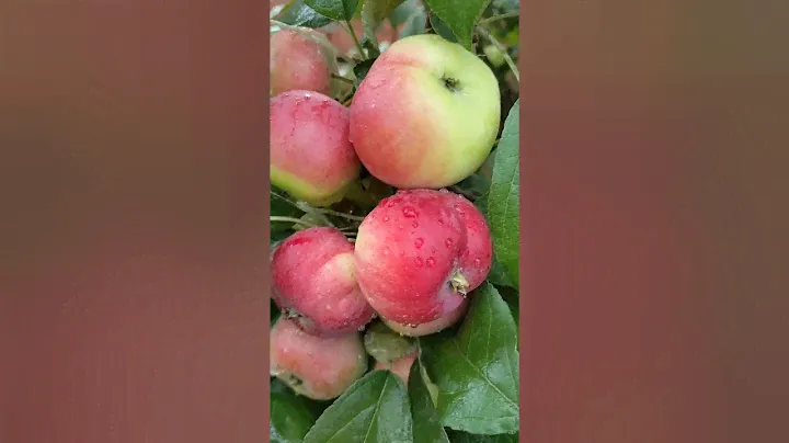 Очень вкусный и всеми любимый сорт яблони - "Заветное"😍 Растёт в Красноярске без укрытия