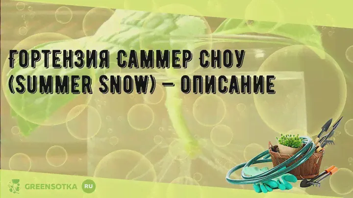 Гортензия Саммер Сноу (Summer Snow) — описание