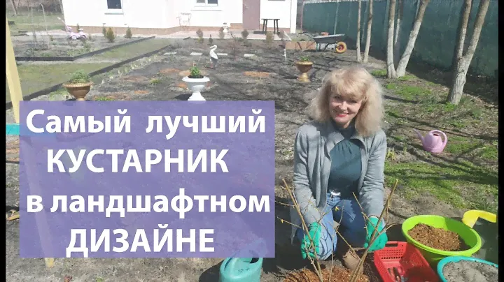 Самый необычно цветущий кустарник.Как сажать форзицию