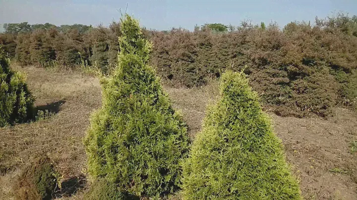 Туя западная "Stolwijk" | Plante.md