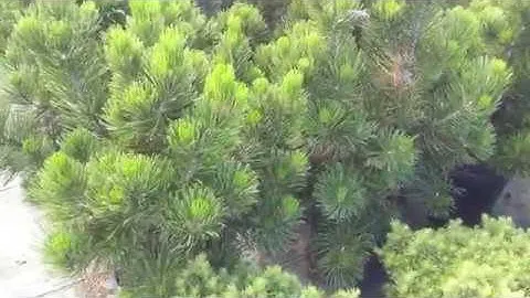 Сосна Гельдрейха (белокорая) "Малинки"   Pinus heldreichii (leucodermis) "Malinki"