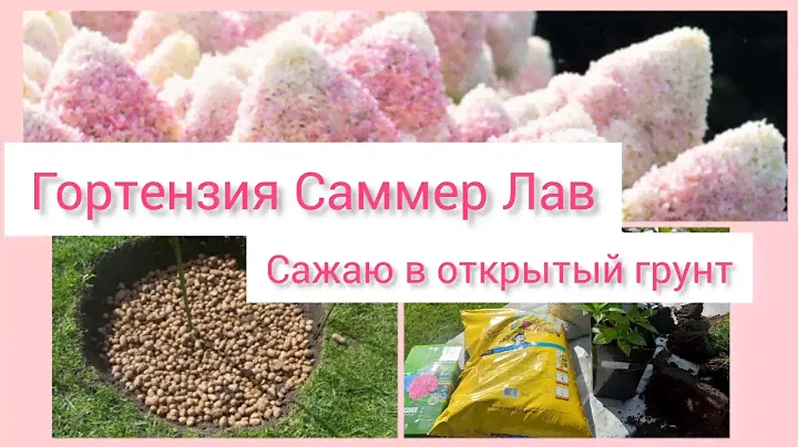 Гортензия Саммер Лав. Весенняя посадка в открытый грунт.