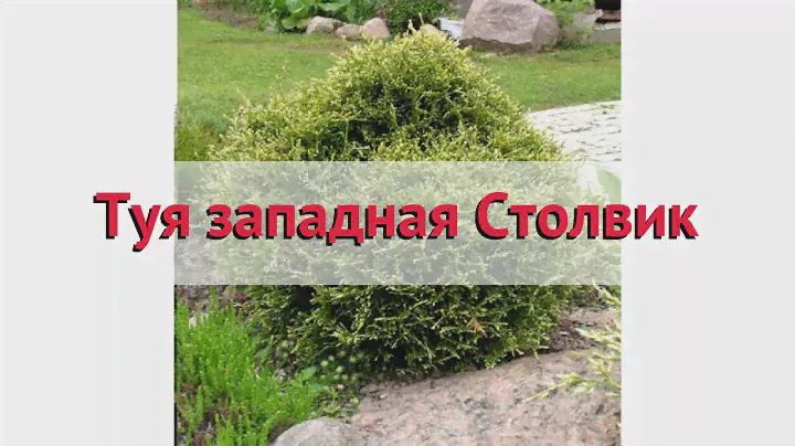 Туя западная Столвик (stolwijk) 🌿 Обзор: посадка и уход. саженцы туи Столвик: описание и особенности