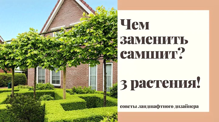 Альтернатива самшиту. 3 устойчивых растения на замену самшита.