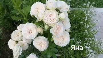 Роза спрей. ЯНА. Обзор.2021г