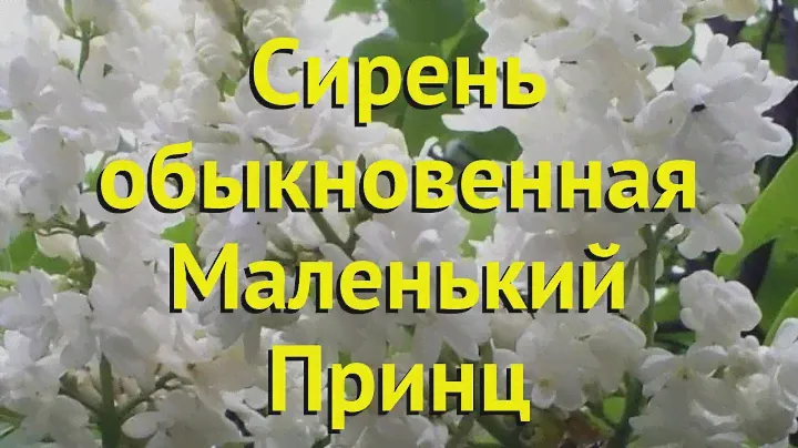 Сирень обыкновенная маленький принц. Краткий обзор, описание характеристик syringa vulgaris