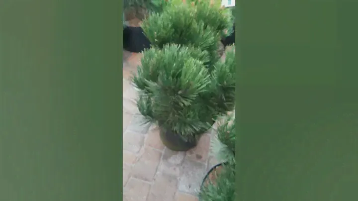 🌲Сосна Гельдрейха Малинки | Telegram: https://t.me/love_is_hvoiny_dvorik