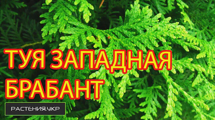 Туя западная Брабант (Brabant) / Туя посадка и уход
