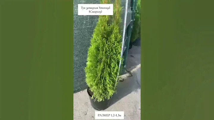 Туя западная Смарагд (высота 1,2-1,3м)
