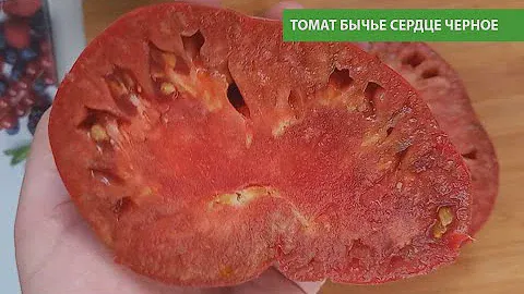 Томат БЫЧЬЕ СЕРДЦЕ ЧЕРНОЕ, очень сладкое и вкусное