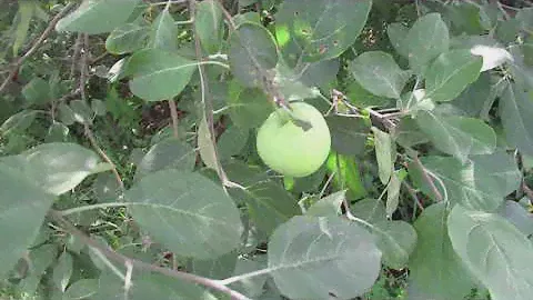 Сорт яблони Белый Налив, в Сибири...