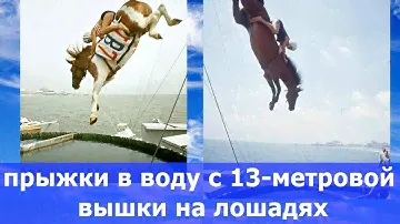 Новый вид спорта или опасное шоу - лошадиный дайвинг с вышки