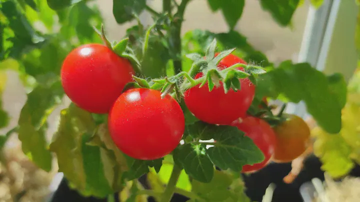 Помидоры на подоконнике за 75 дней! Сорт Красная Шапочка. Tomatoes on the windowsill.