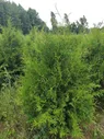 Туя западная Брабант Экстра высота 140-160см